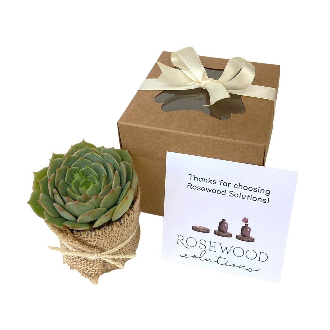 RESERVED for Beth - 3 Succulent Gift Boxes- 1 Plant/box