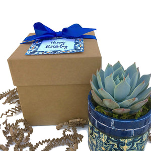 1 Succulent in green Planter, gift wrapped