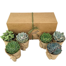 Load image into Gallery viewer, Succulent Gift Box - 6 Plants