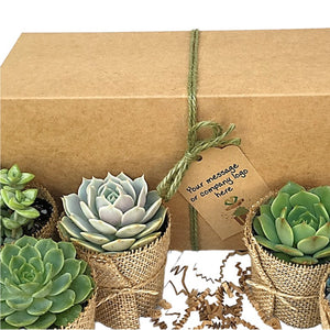 Succulent Gift Box - 6 Plants