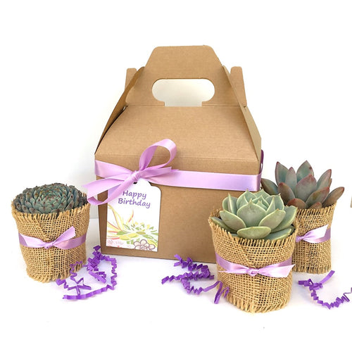 Gable style kraft gift box with 3 succulents wrapped in burlap and purple ribbon. Blue, pink and purple toned succulents.