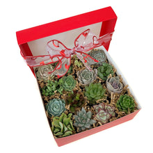 Load image into Gallery viewer, Red gift box with a variety of 16 succulents. Variety includes Crassula, Haworthia, Echeveria, cactus and many others. Ribbon with hearts is tied around the gift box.