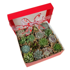 Red gift box with a variety of 16 succulents. Variety includes Crassula, Haworthia, Echeveria, cactus and many others. Ribbon with hearts is tied around the gift box.
