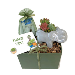 Moss green gift box with a succulent arrangement in an elephant planter. Included is a green organza bag with Chuao chocolates and a gift card with potted plants.