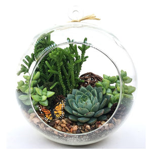 Glass terrarium with succulents, woodsy themed. Arrangement of Crassula, Echeveria and natural stones. Moss and a monarch butterfly are included.