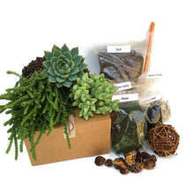Load image into Gallery viewer, Packaged Terrarium kit components: plants, moss, wicker ball, monarch butterfly, soil, natural rocks, volcanic rock and charcoal.