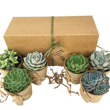 Load image into Gallery viewer, Succulent Gift Box - 6 Plants