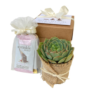 Client Succulent Gift Box - 1 Plant