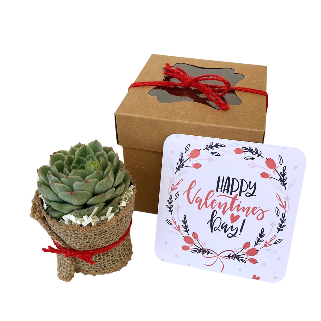Valentine Succulent Gift Box - 1 Plant