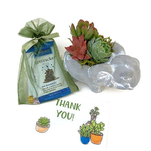 Colorful succulent arrangement in elephant pot with delicious gourmet chocolates and a custom gift card.