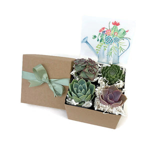 Gift box with 4 Succulents