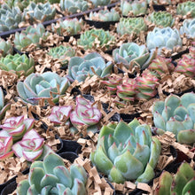 Load image into Gallery viewer, Variety of colorful succulents in 2 inch nursery pots