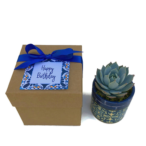 Succulent in Blue Spanish Style Planter