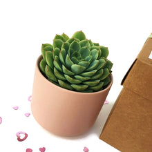 Load image into Gallery viewer, Succulent Gift Box - Bridesmaid Proposal