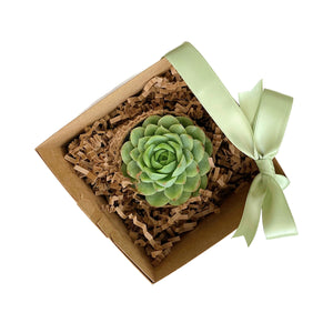 Succulent in Gift Box - Single 4" Succulent
