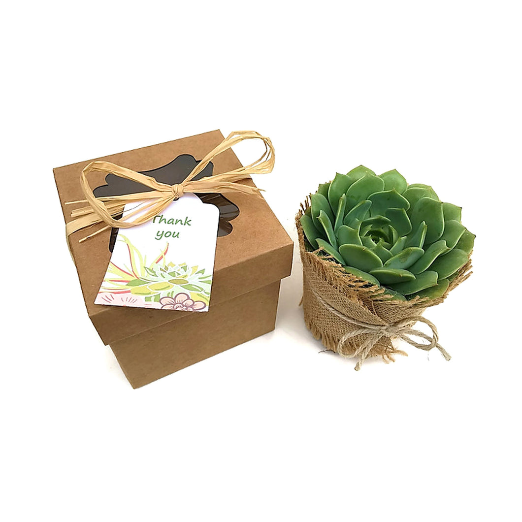 Succulent in Gift Box - Single 4