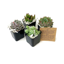 Load image into Gallery viewer, 4 mini succulents in 2 inch square nursery containers and a care instruction sheet.