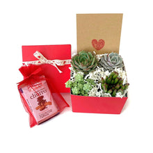 Load image into Gallery viewer, Red gift box with 4 mini succulents and kraft gift card with red heart. The box lid is wrapped with natural ivory ribbon with red &#39;love&#39; and hearts printed on the ribbon. A red organza bag with gourmet chocolates is shown as well.