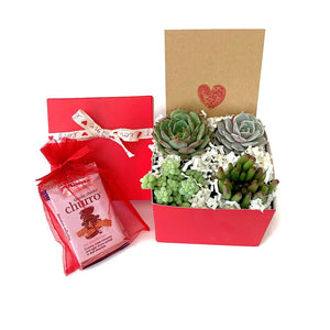 Red gift box with 4 mini succulents and kraft gift card with red heart. The box lid is wrapped with natural ivory ribbon with red 'love' and hearts printed on the ribbon. A red organza bag with gourmet chocolates is shown as well.