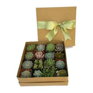 kraft gift box, tied with green ribbon. Box is filled with 16 beautiful 2 inch succulents.