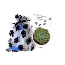 Load image into Gallery viewer, Echeveria in white ceramic planter with 3 Chuao gourmet chocolates in organza bag with black paw prints. No longer by your side, forever in your heart card.