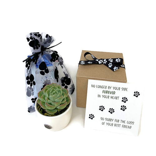 Loss of pet sympathy gift box with succulent in ceramic planter and gourmet chocolates wrapped in paw print organza bag. No longer by your side, forever in your heart