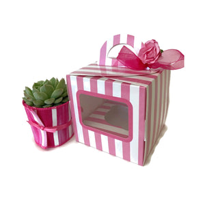 Pink and white striped cupcake box with succulent wrapped in pink ribbon.