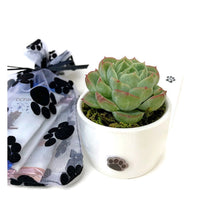 Load image into Gallery viewer, White ceramic pot with paw print, planted with 2” echeveria. Shown with 3 Chuao gourmet chocolates in organza bag with black paw prints. 