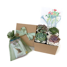 Load image into Gallery viewer, Gift box with 4 Succulents