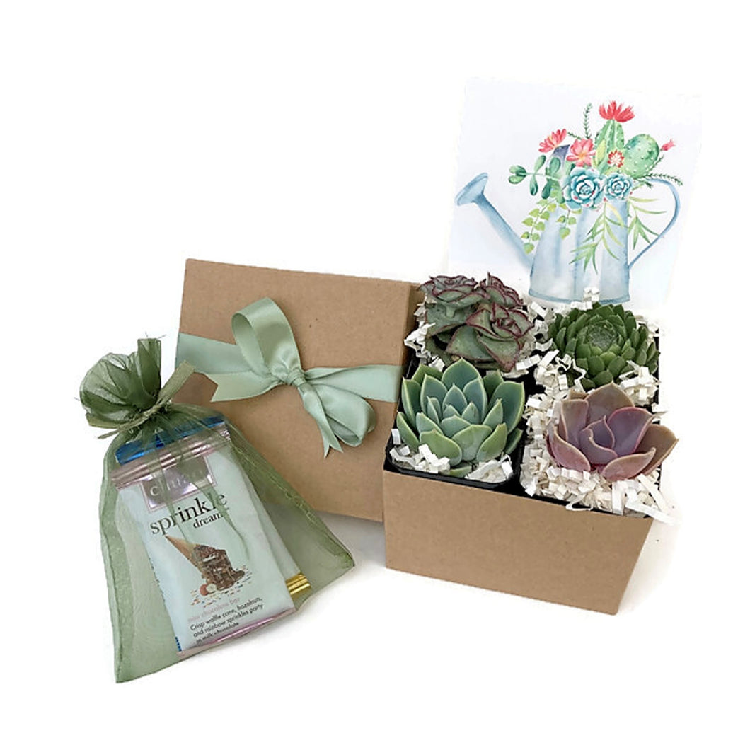 Gift box with 4 Succulents