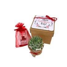 Load image into Gallery viewer, Valentine Succulent Gift Box - 1 Plant