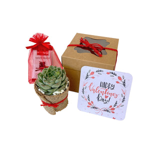 Valentine Succulent Gift Box - 1 Plant