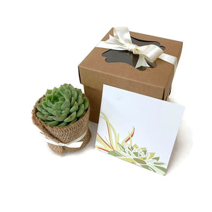 Single succulent gift box with green echeveria succulent. Succulent container is wrapped in burlap and tied with ivory ribbon. Gift box is tied with ribbon. Card with floral pattern is included.