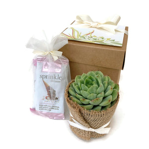 Single succulent with gift box and gourmet chocolates.