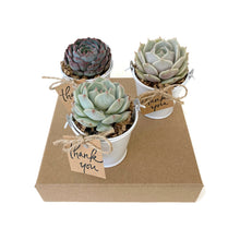 Load image into Gallery viewer, Three succulent wedding favors in white pails. Blue colored succulents Echeveria minima, Echeveria lola, Echeveria &#39;Seraphina&#39;. Thank you tags on Kraft cardstock included, and tied to the pails.