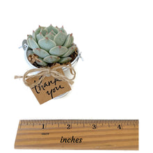 Load image into Gallery viewer, Single 2.5&quot; succulent favor (blue echeveria) in white pail. Thank you tag is attached with twine. Ruler included for dimensions: 2&quot; tall, 2.5&quot; wide opening