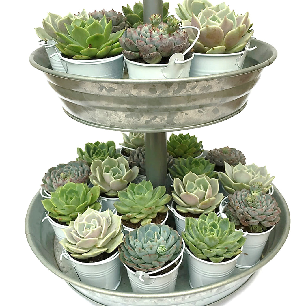 Metal stand with a variety of succulent favors in white pails
